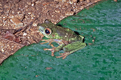 Kleiner Laubfrosch auf Neuguinea