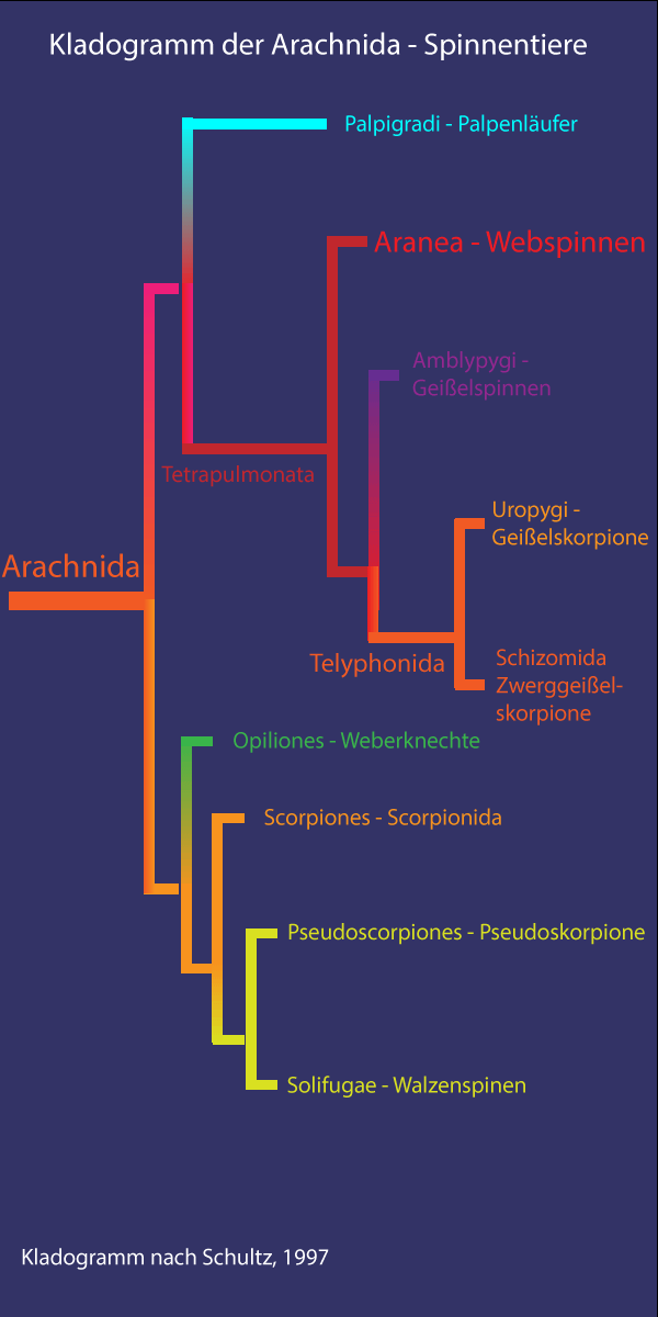 Kladogramm Spinnentiere