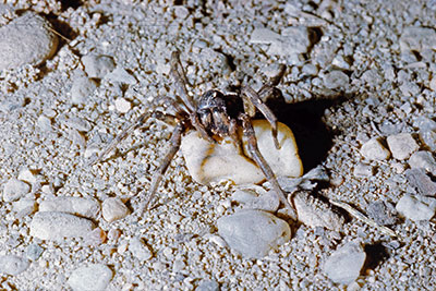 �stliche Tarantel Lycosa singorensis