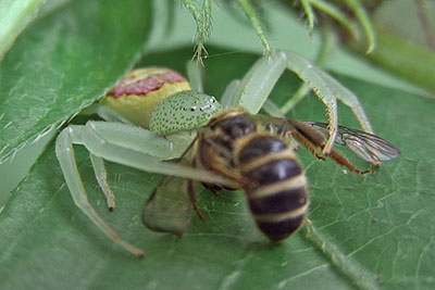 Krabbenspinne Nepal 2008