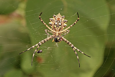 Wespenspinne Argiope lobata �thiopien