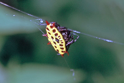 Gasteracantha Stachelspinne