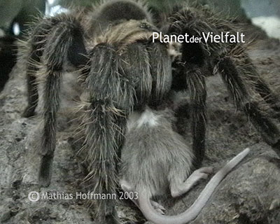 Vogelspinne frisst Maus