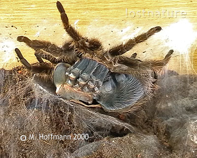 H�utug Vogelspinne