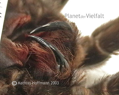 Cheliceren Vogelspinne