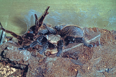 frisch geh�utete Kraushaarvogelspinne