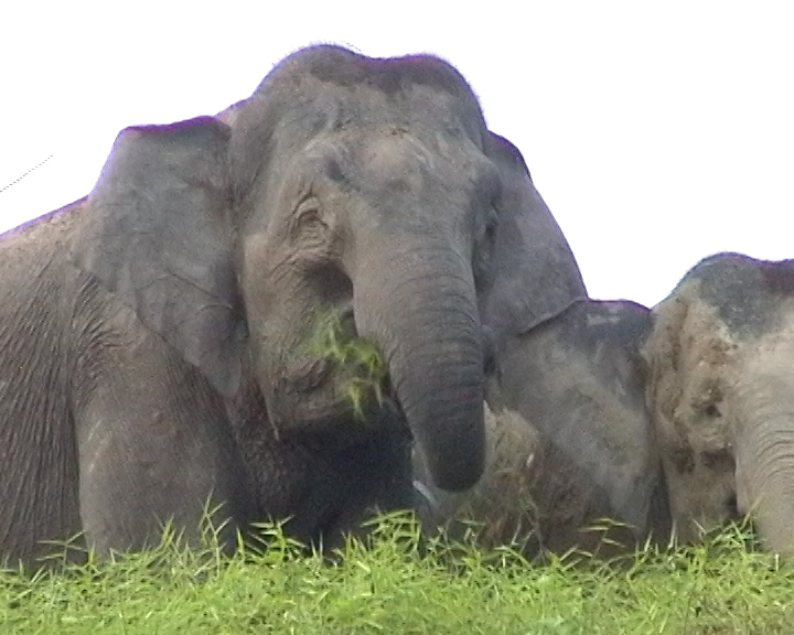 Asiatischer Elefant auf Borneo