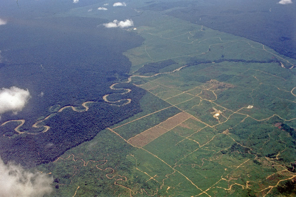Abholzung Regenwald in West-Papua