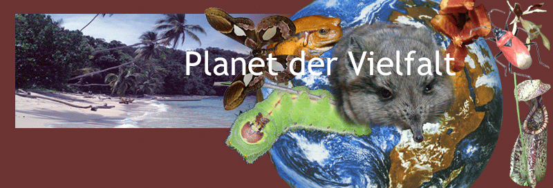Kollage Organismen der Erde