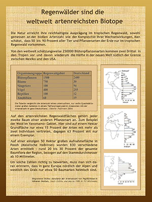 Regenwlder sind die weltweit artenreichsten Biotope