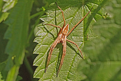 Pisaura mirabilis Listspinne