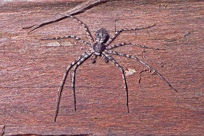 Laufspinne unter Rinde Phyllodromidae