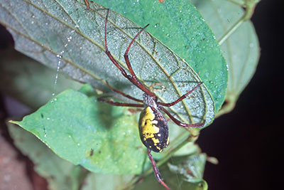 Kugelspinne West-Papua 1998