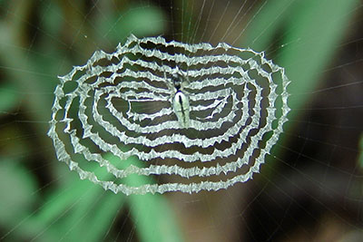 Kruselradnetzspinne Familie Uloboridae