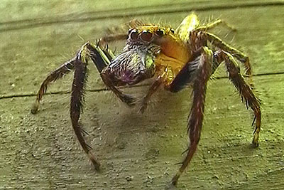 Springspinne Lae Papua-Neuguinea
