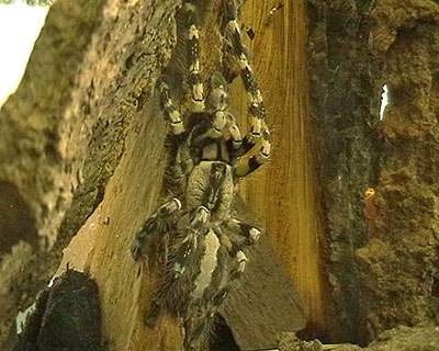 Baumvogelspinne