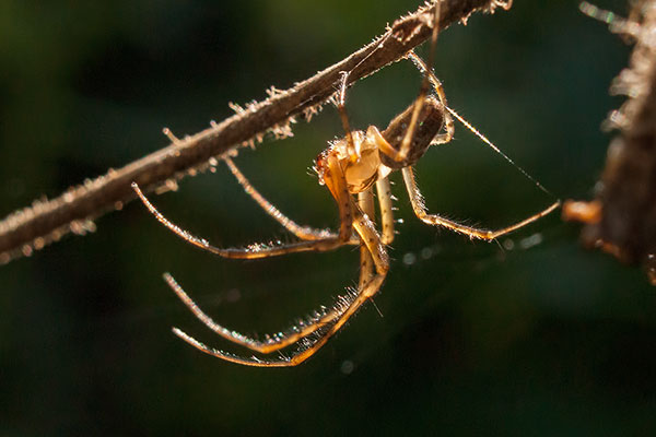 Herbstspinne im Gegenlicht