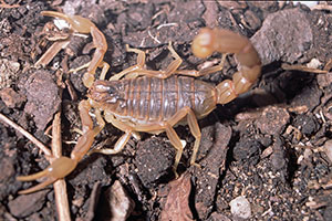 Skorpion Buthus occidentalis