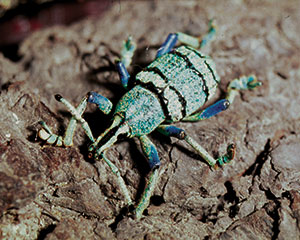 Rsselkfer Eupholus