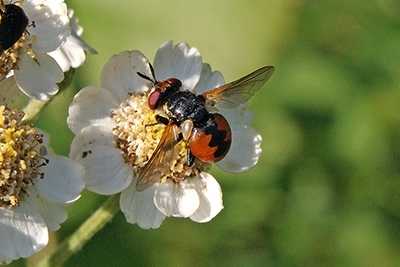 Fliege