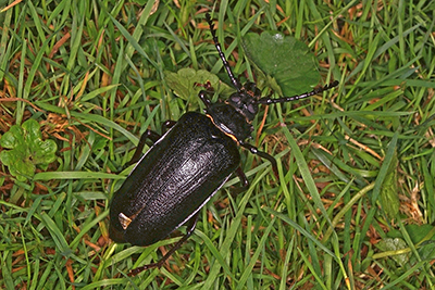 Sgebock Prionus coriarius