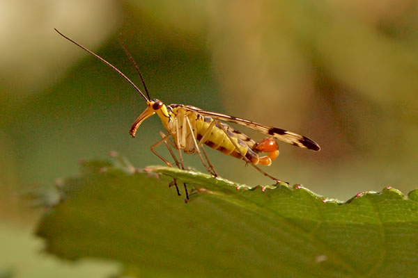Skorpionsfliege