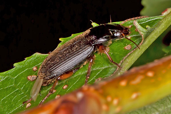Laufkfer Harpalus spec.