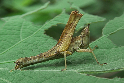 Bizarre Kurzf�hlerschrecke am Mount Rani