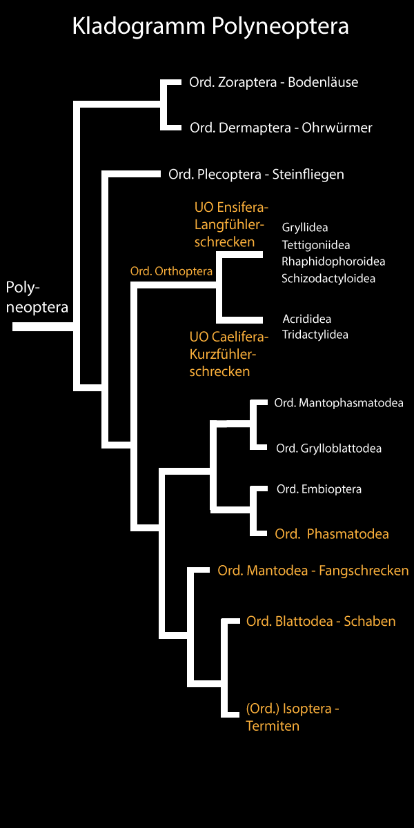 Kladogramm Polyneoptera