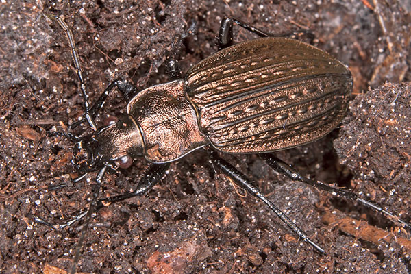 Krnerwarze Carabus cancellatus