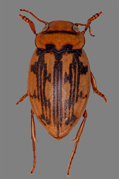 Zwergschwimmer Hydroporus elegans