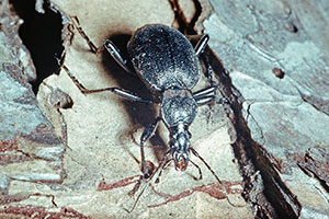 Cychrus caraboides Laufkfer