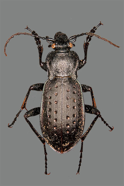 Gartenlaufkfer Carabus hortensis