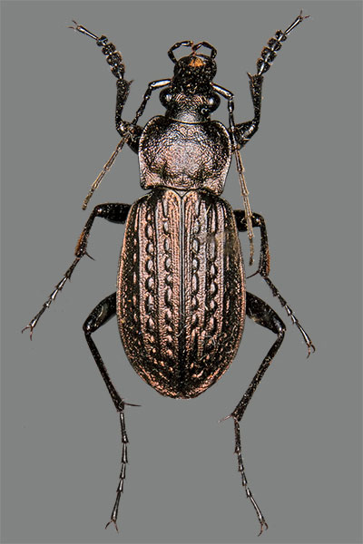 Gekrnter Laufkfer Carabus granulatus