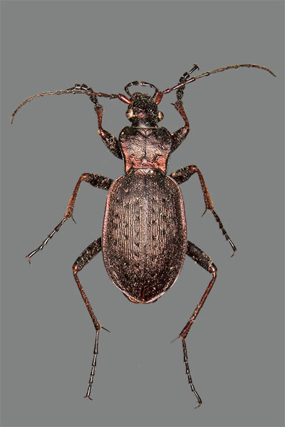Linnes Laufkfer Carabus linnei