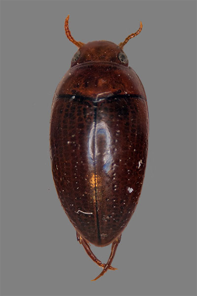 Uferfeuchtk�fer Noterus crassicornis