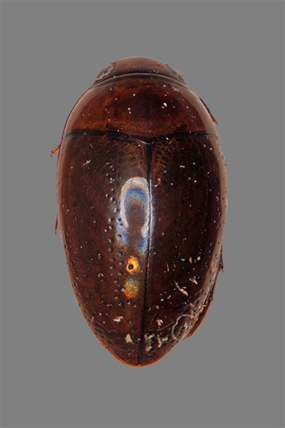 Uferfeuchtk�fer Noterus spec.