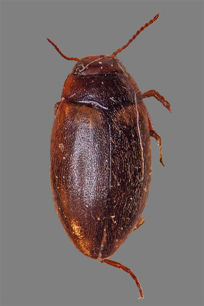 Zwergschwimmer Hydroporus incognitus