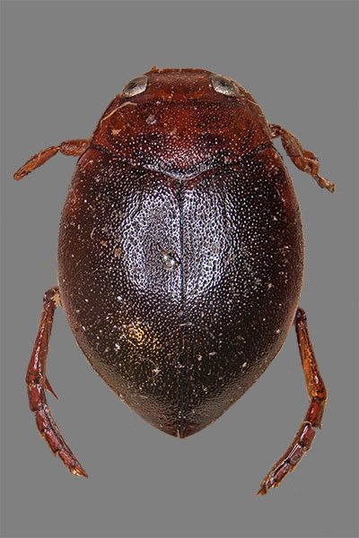 Glatter Kugelschwimmer Hyphydrus ovatus