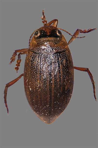 Zwergschwimmer Hygrotus impessopunctatus