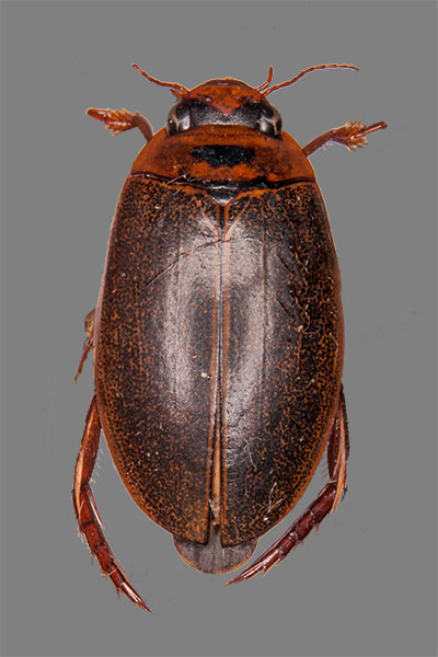 Schlammschwimmer Rhantus notaticollis