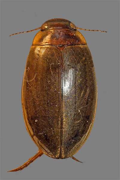 Schwimmk�fer Colymbetes striatus