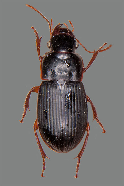 Harpalus latus