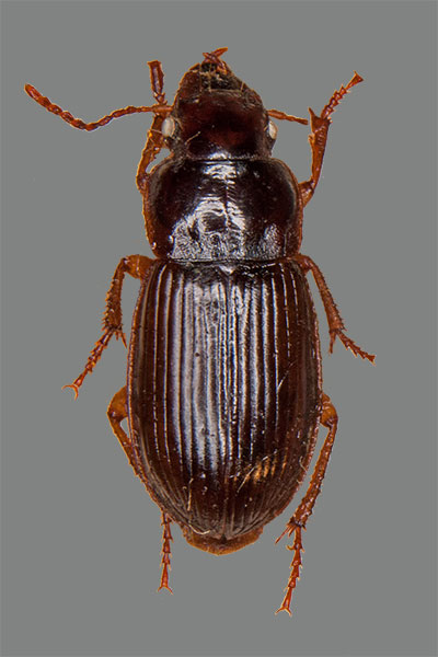 Harpalus quadripunctatus
