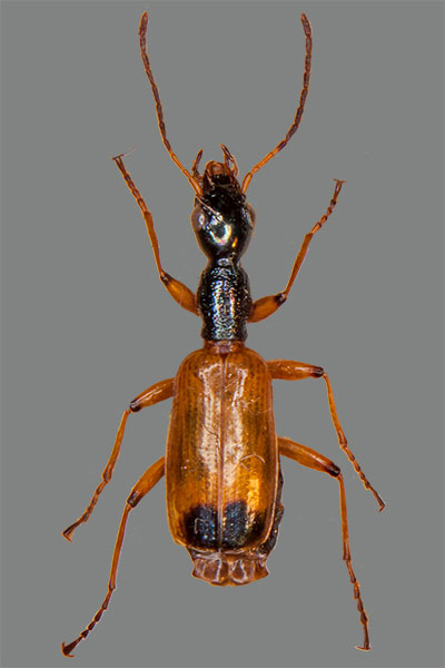 Sumpf-Halslufer Odacantha melanura
