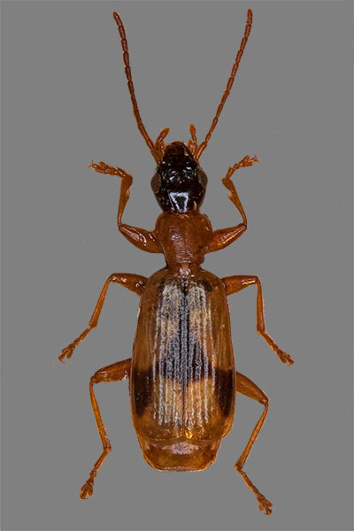 Halmlufer Demetrias spec.