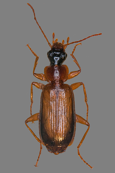 Schwarzrandiger Rindenlufer Dromius schneideri