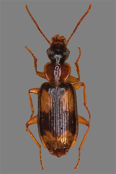Vierfleck-Rindenlufer Dromius quadrimaculatus