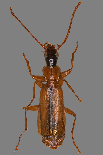 Rindenlufer Dromius longiceps