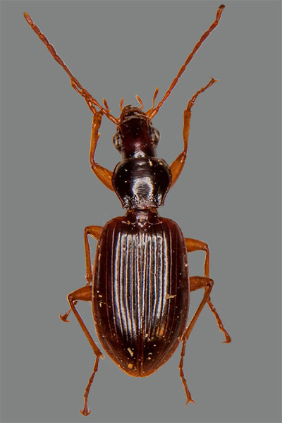 Weifiger Enghalslufer Platynus albipes